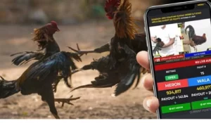 Sabong Betting: Tradition Meets Technology at PHJEWEL