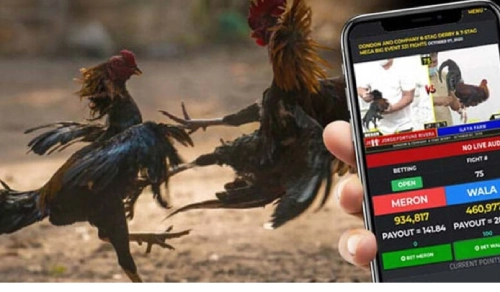 Sabong Betting: Tradition Meets Technology at PHJEWEL